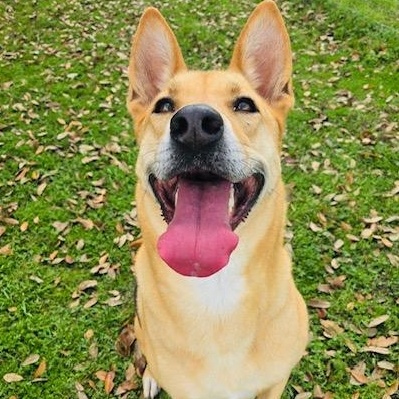 Enlarge Melody, a Adoptable mixed breed in Willowbrook, IL image 4/6