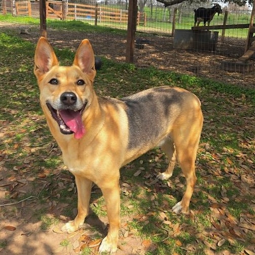 Enlarge Melody, a Adoptable mixed breed in Willowbrook, IL image 3/6