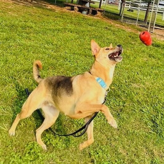 Enlarge Melody, a Adoptable mixed breed in Willowbrook, IL image 2/6