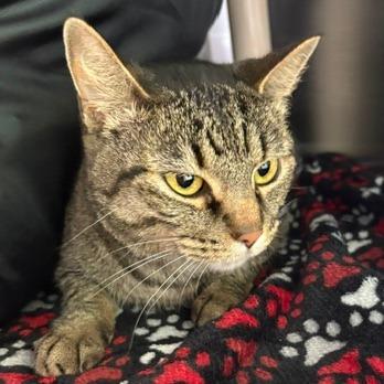 Cinnamon, Adoptable, Adult Female Domestic Short Hair.
