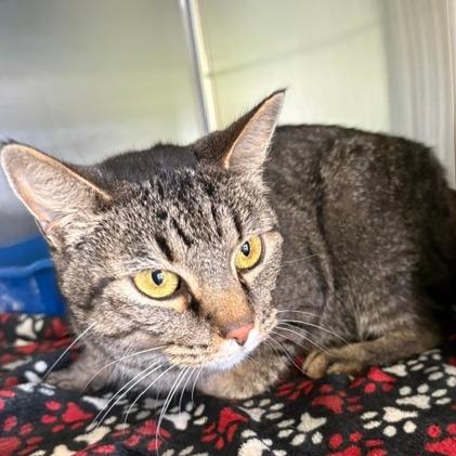 Enlarge Cinnamon, a Adoptable Domestic Short Hair in Emporia, KS image 2/2