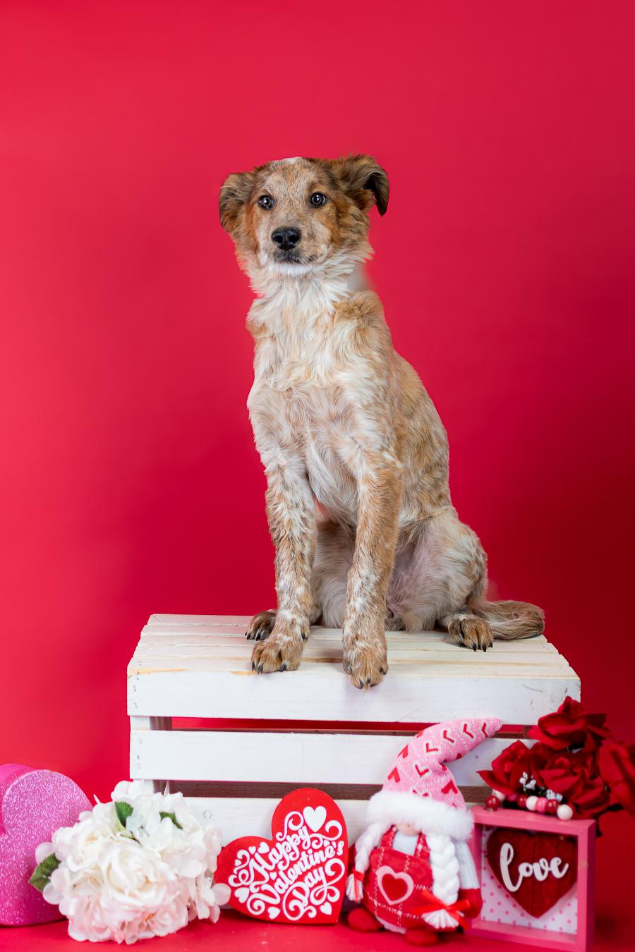 68-26, ADOPTABLE, Young Female Australian Cattle Dog / Blue Heeler.