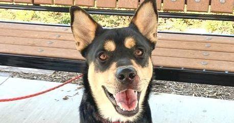 Jack, Adoptable, Young Male German Shepherd Dog.
