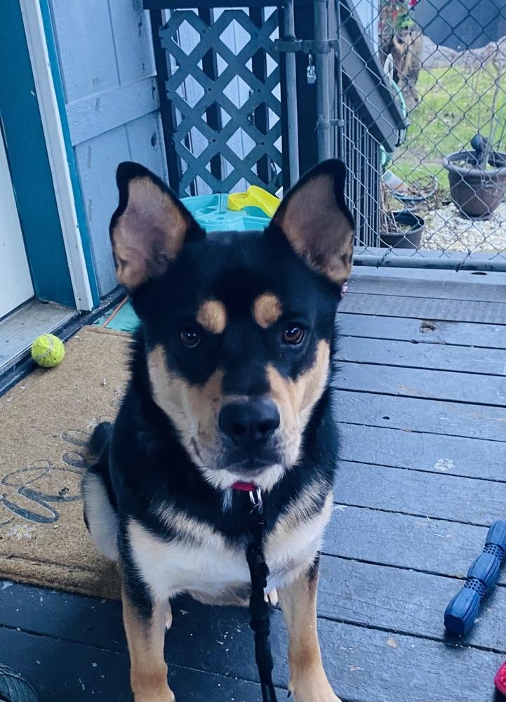 Jack, a Adoptable mixed breed in Tigard, OR image 2/4