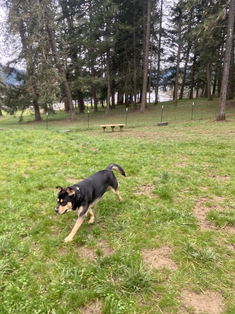 Jack, a Adoptable mixed breed in Tigard, OR image 4/4