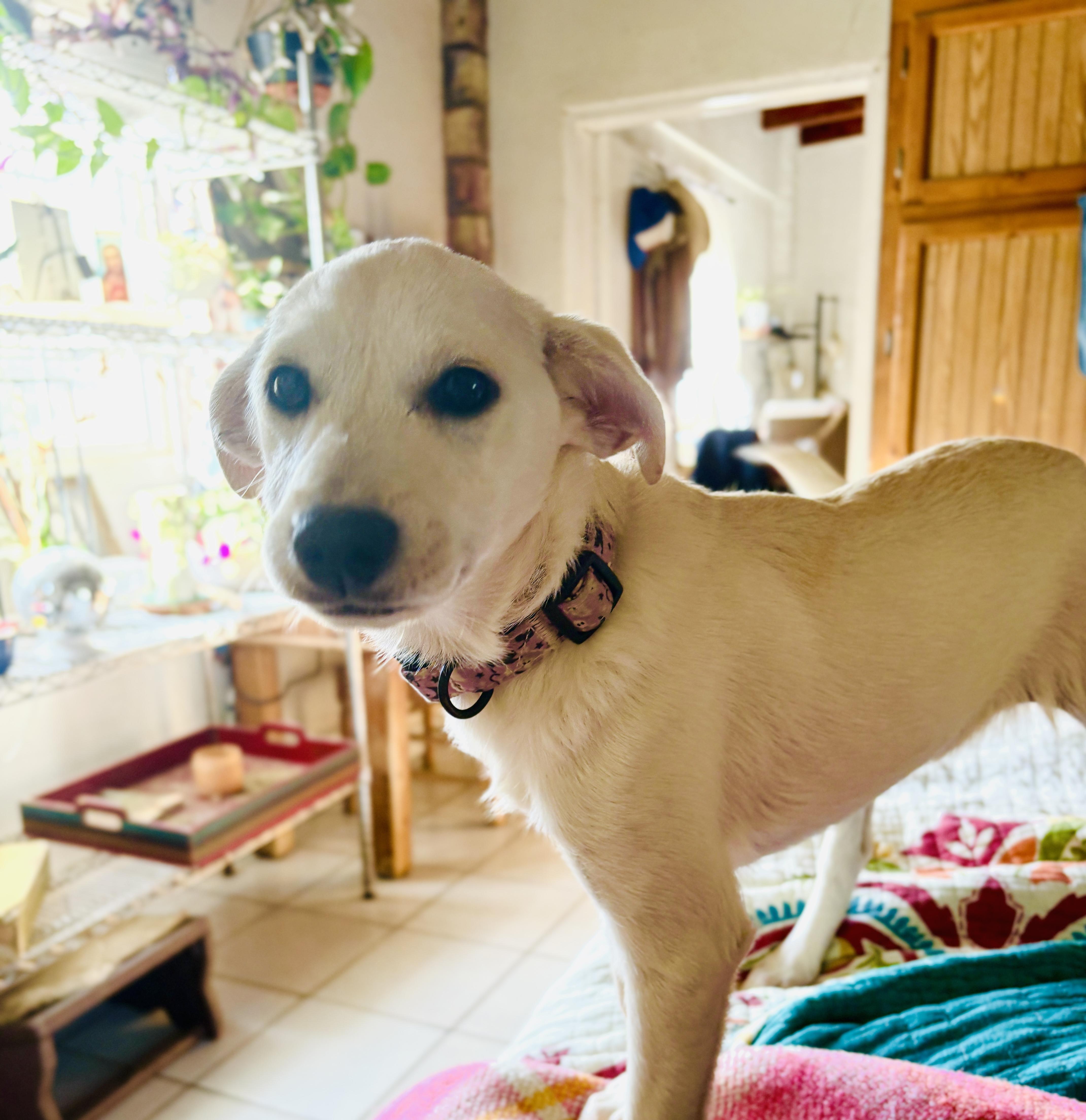 Enlarge Daisy, an adopted mixed breed in San Diego, CA image 2/3