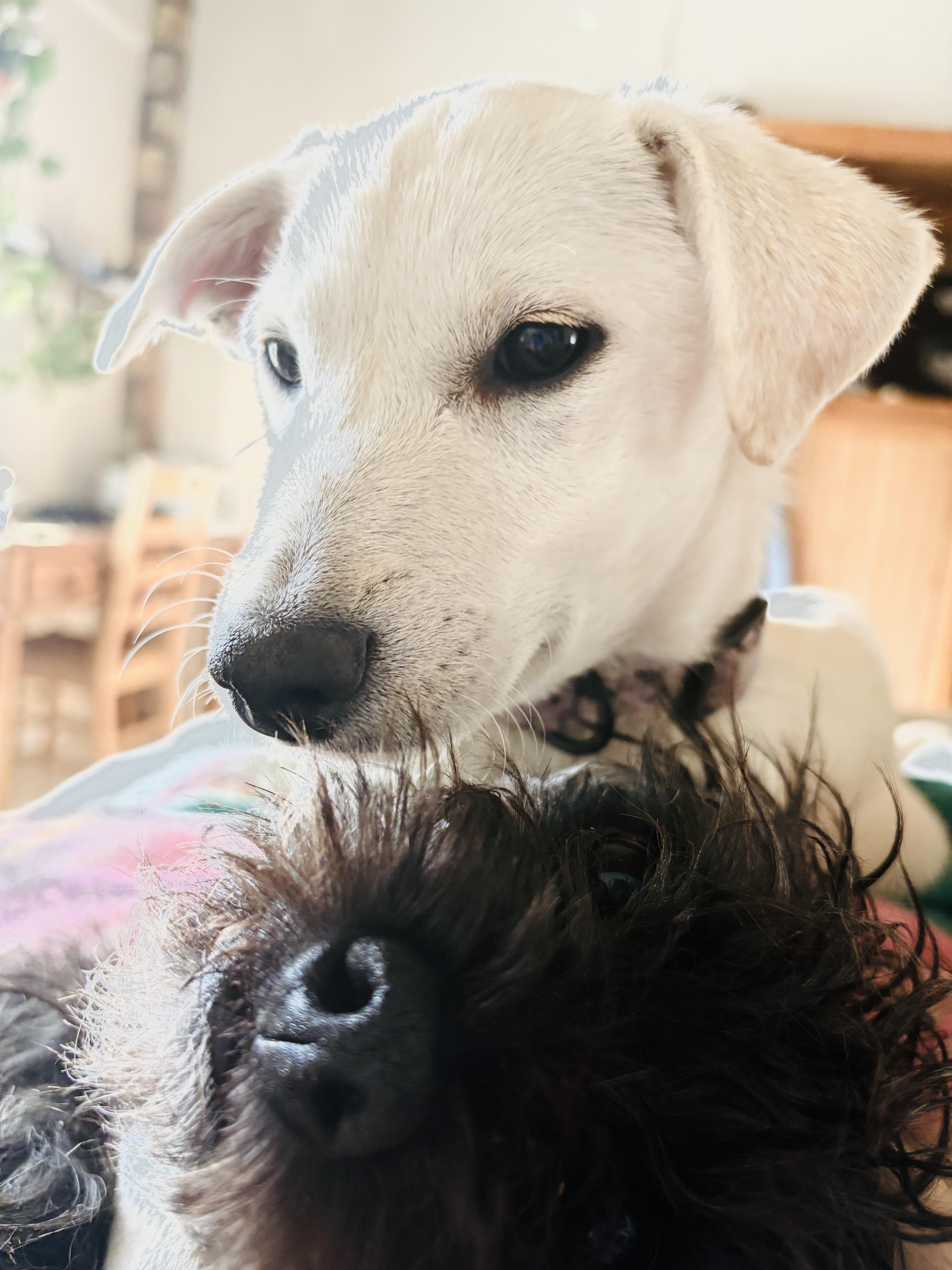 Enlarge Daisy, an adopted mixed breed in San Diego, CA image 3/3