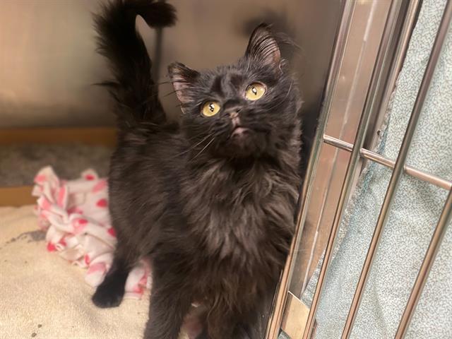 GIGI, Adoptable, Young Female Domestic Long Hair.