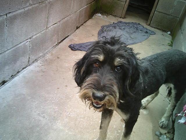 GIGI, a ADOPTABLE mixed breed in Kellyville, OK image 4/6