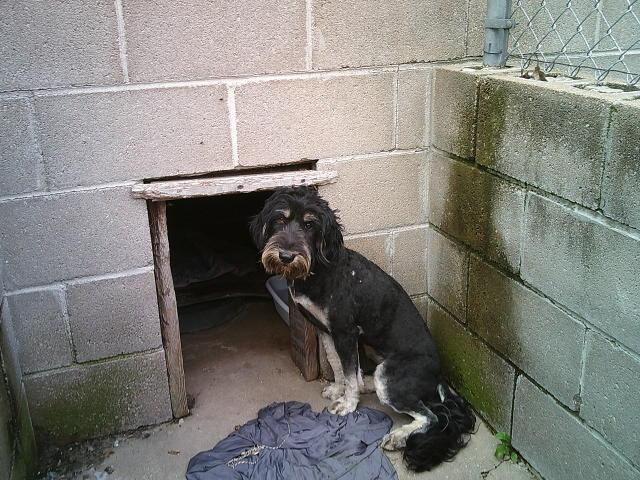 GIGI, a ADOPTABLE mixed breed in Kellyville, OK image 2/6