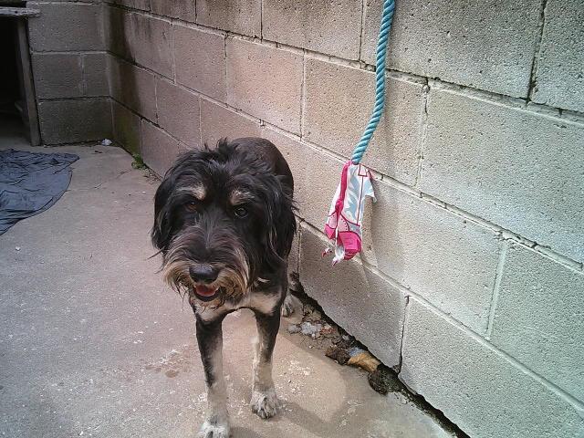 GIGI, a ADOPTABLE mixed breed in Kellyville, OK image 5/6