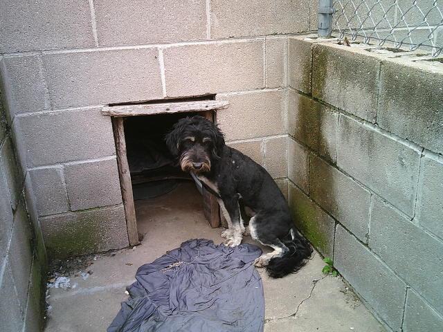 GIGI, a ADOPTABLE mixed breed in Kellyville, OK image 1/6