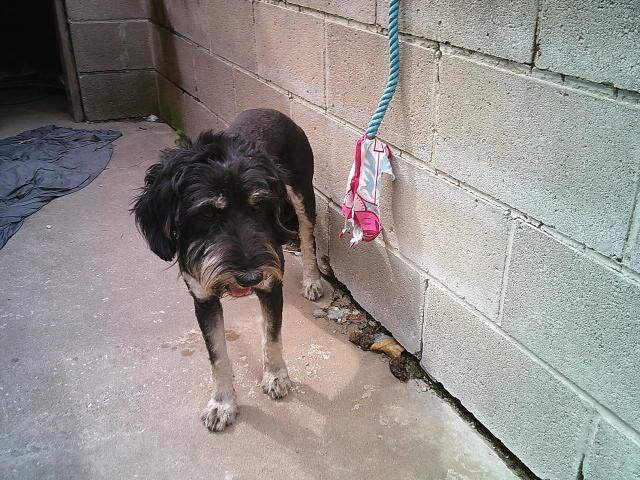 GIGI, a ADOPTABLE mixed breed in Kellyville, OK image 6/6