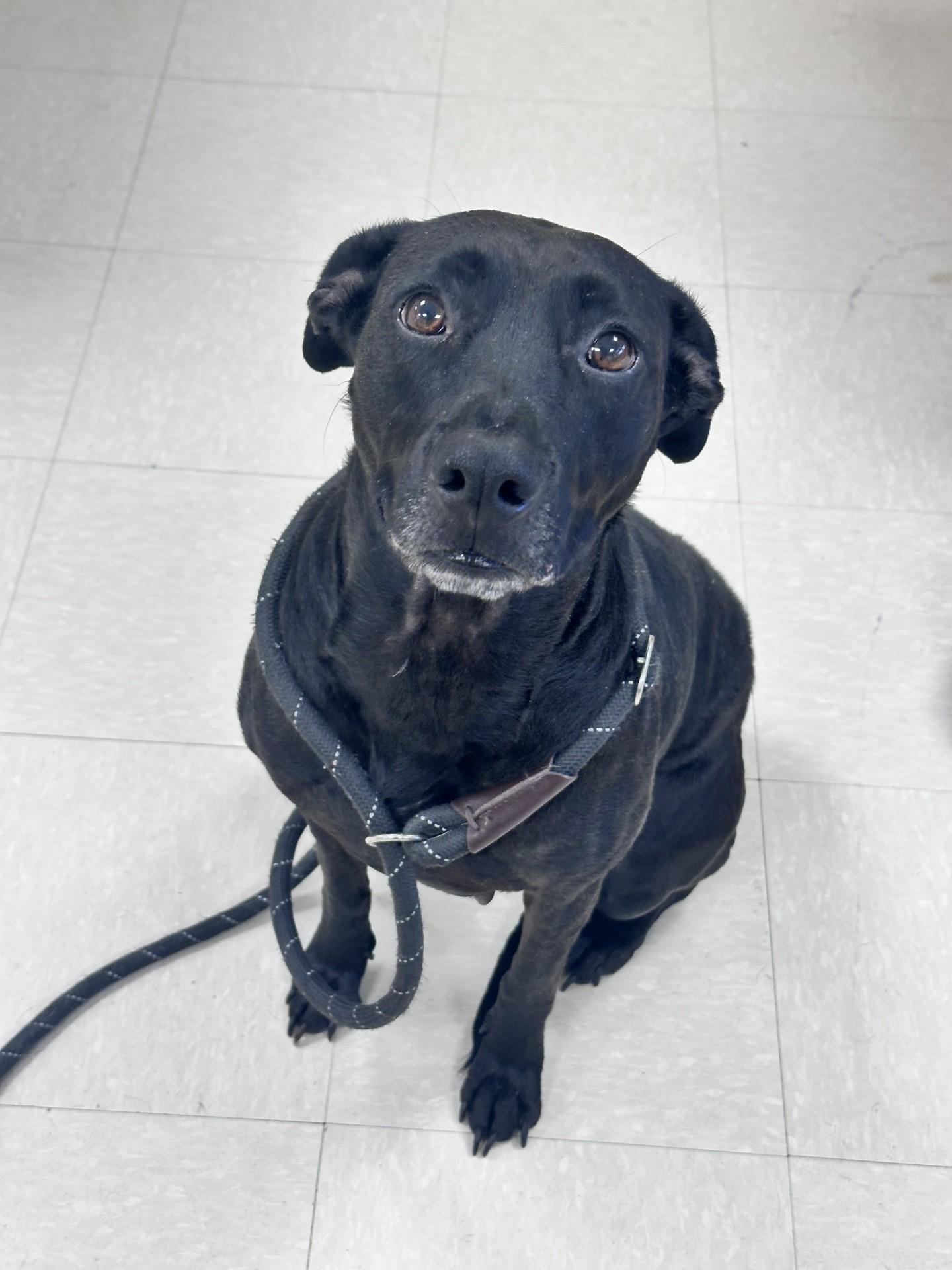 Leia, Adopted, Adult Female Black Labrador Retriever.
