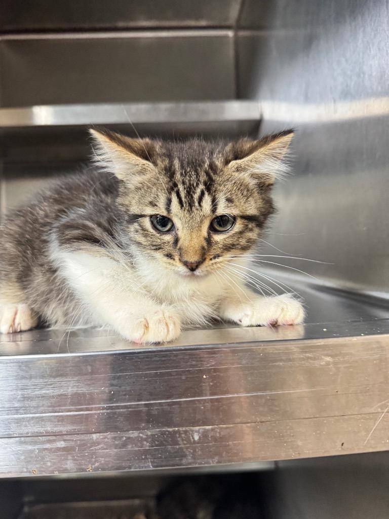 Zig Zag, Adopted, Kitten Male Domestic Short Hair.