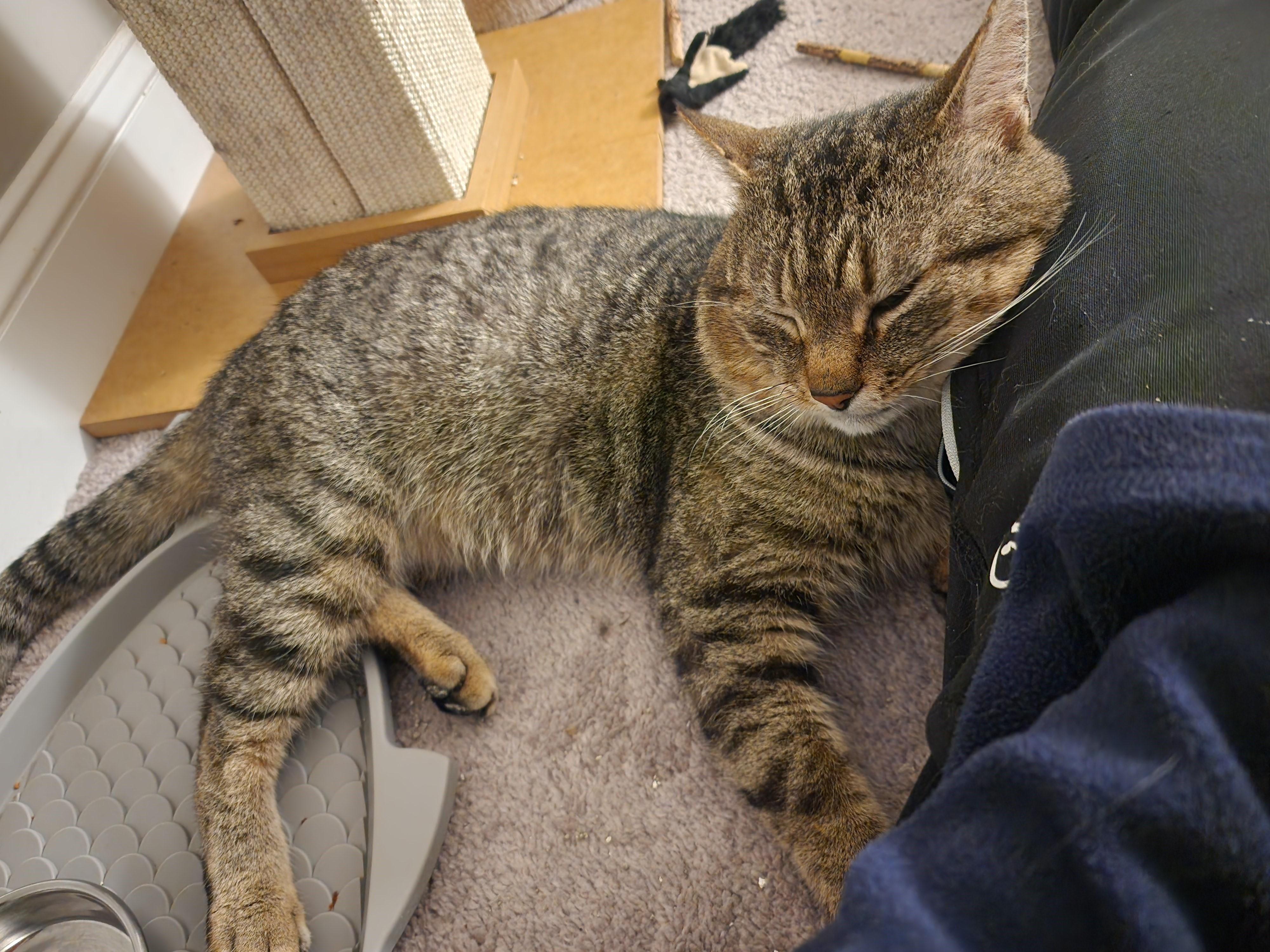 Gus-Playful, Chatty, and Affectionate!, a Adoptable Tabby in Laurel, MD image 2/6