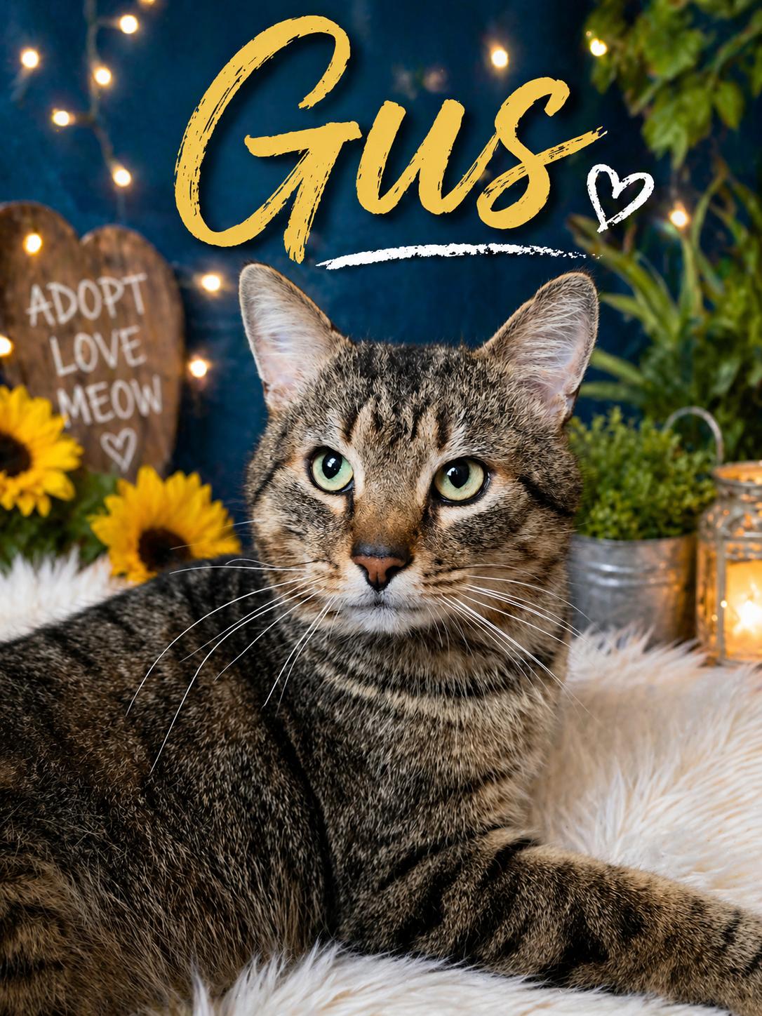Gus-Playful, Chatty, and Affectionate!, a Adoptable Tabby in Laurel, MD image 3/6