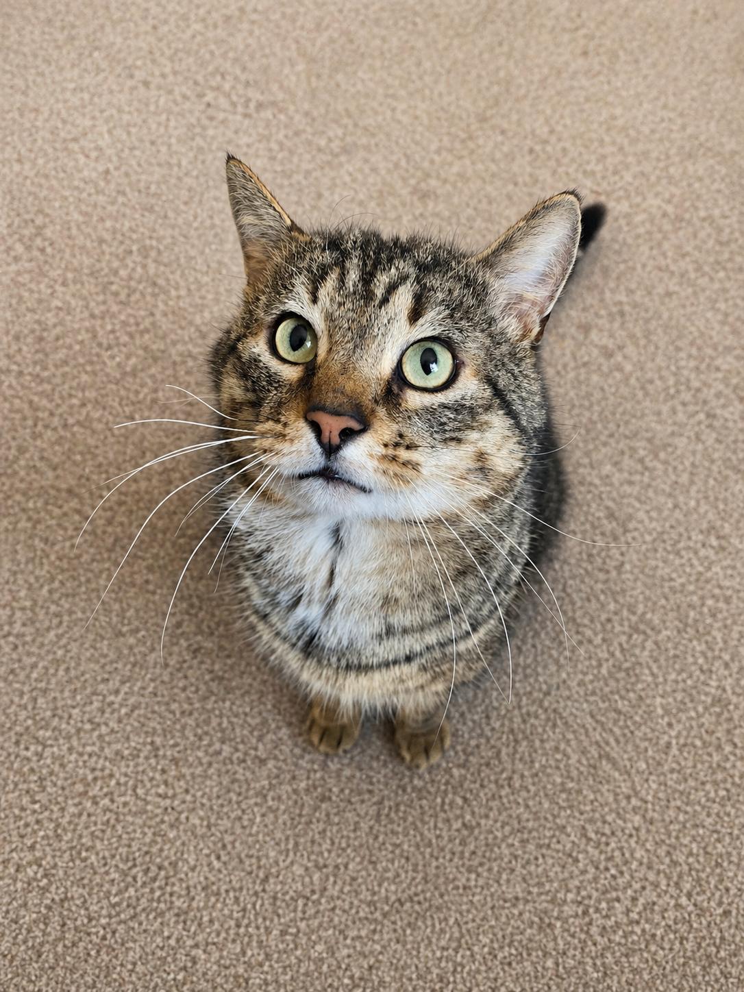 Gus-Playful, Chatty, and Affectionate!, a Adoptable Tabby in Laurel, MD image 4/6