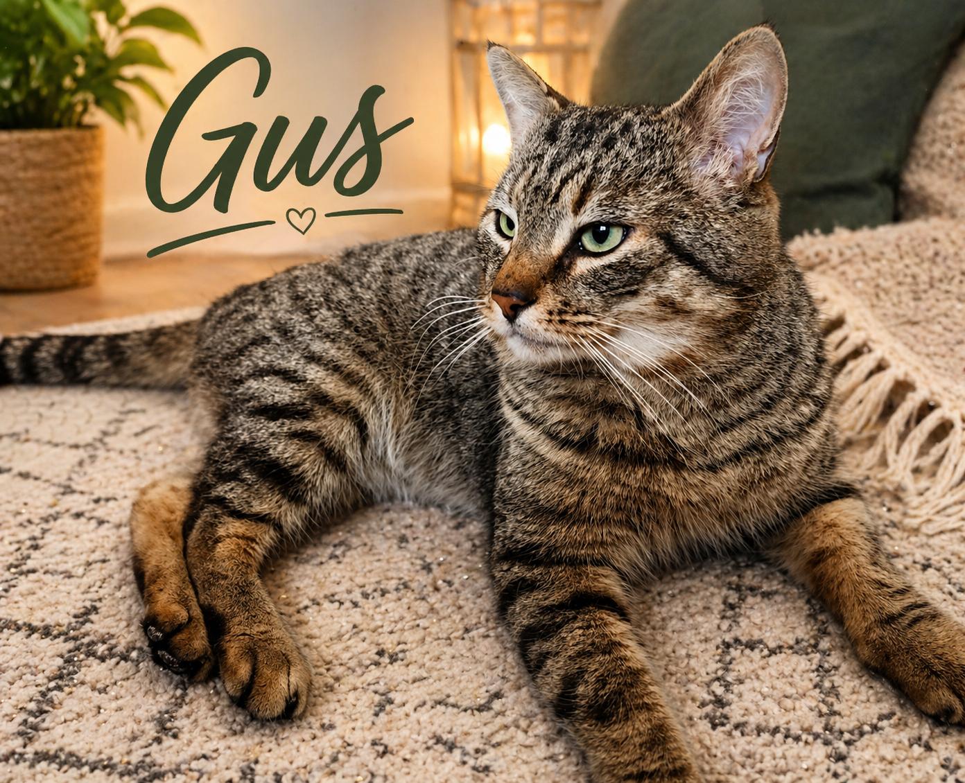 Gus-Playful, Chatty, and Affectionate!, Adoptable, Adult Male Tabby.
