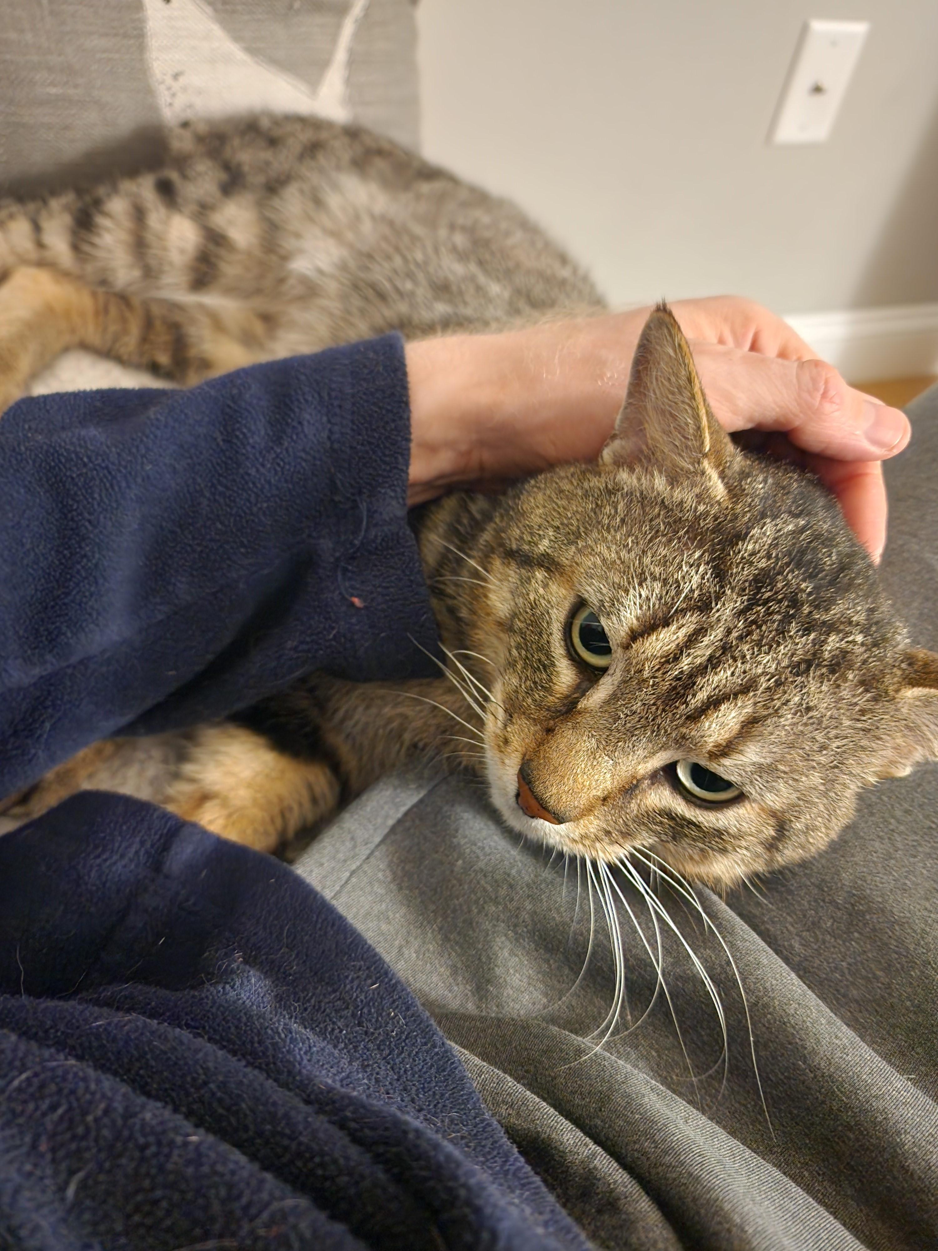 Gus-Playful, Chatty, and Affectionate!, a Adoptable Tabby in Laurel, MD image 5/6
