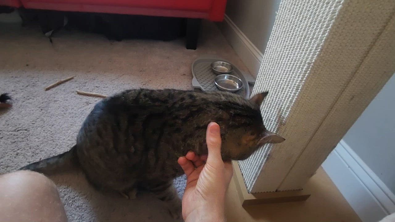 Enlarge Gus-Playful, Chatty, and Affectionate!, a Adoptable Tabby in Laurel, MD video 6/6