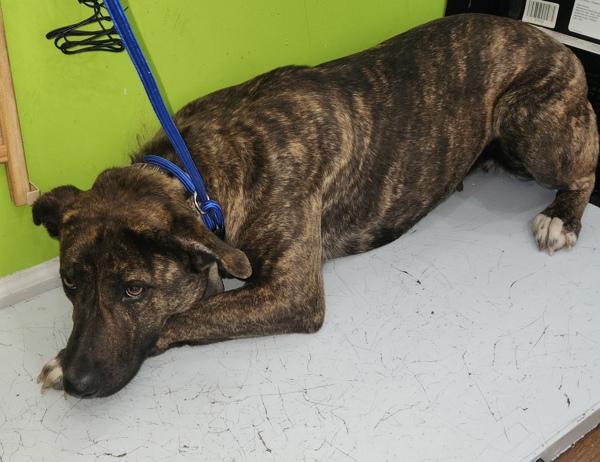 Enlarge Zyra, a Adoptable mixed breed in Cleveland, TN image 1/3