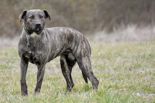 Enlarge Zyra, a Adoptable mixed breed in Cleveland, TN image 2/3