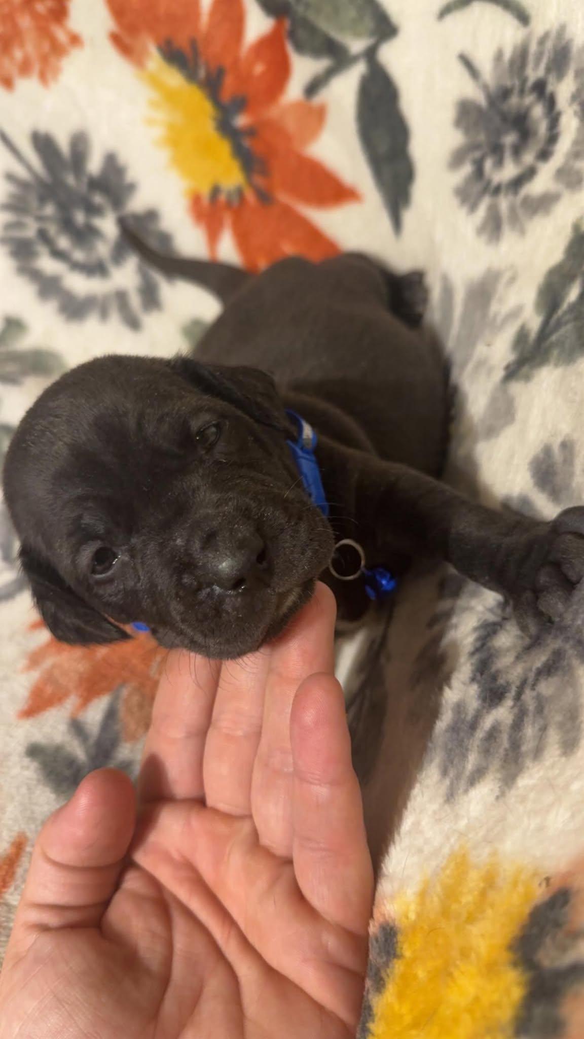 Paco-Stella's Litter