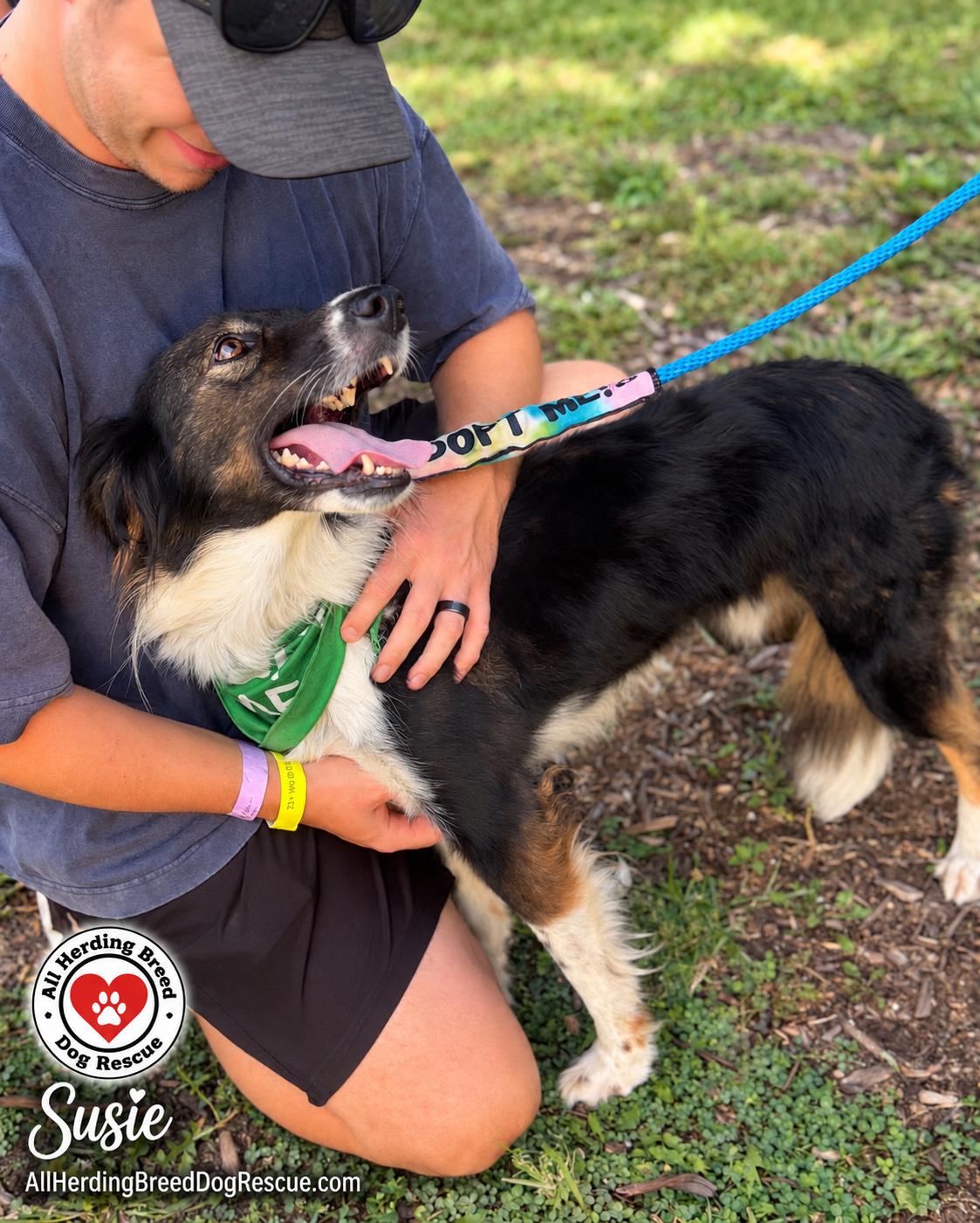 Enlarge Susie, a Adoptable Border Collie in Wauconda, IL image 5/6