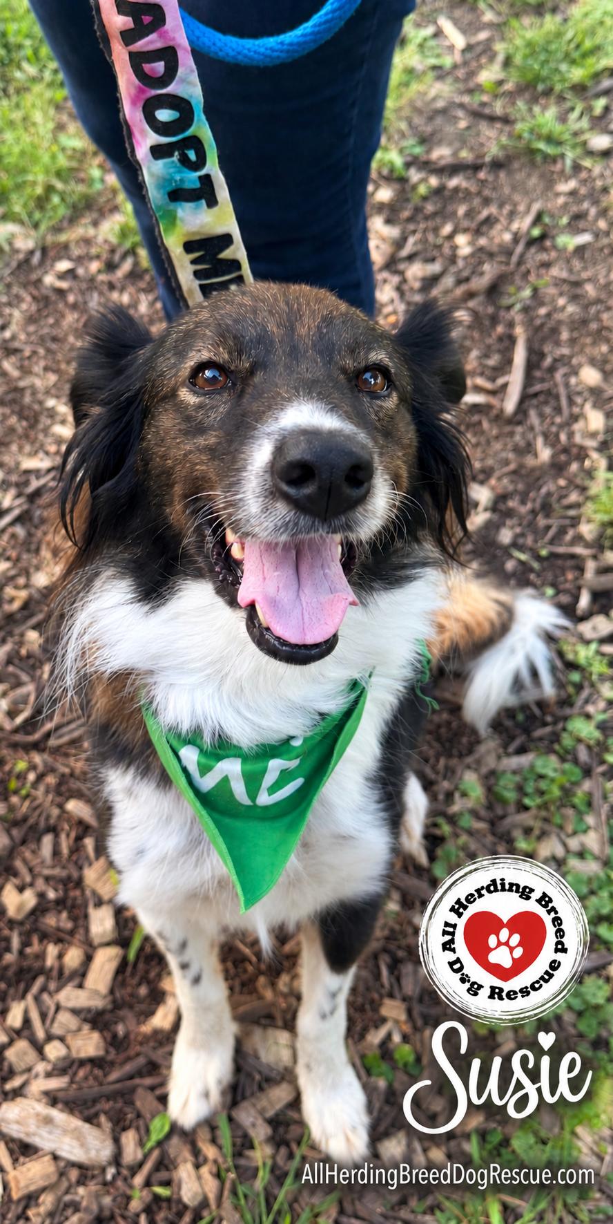 Enlarge Susie, a Adoptable Border Collie in Wauconda, IL image 6/6