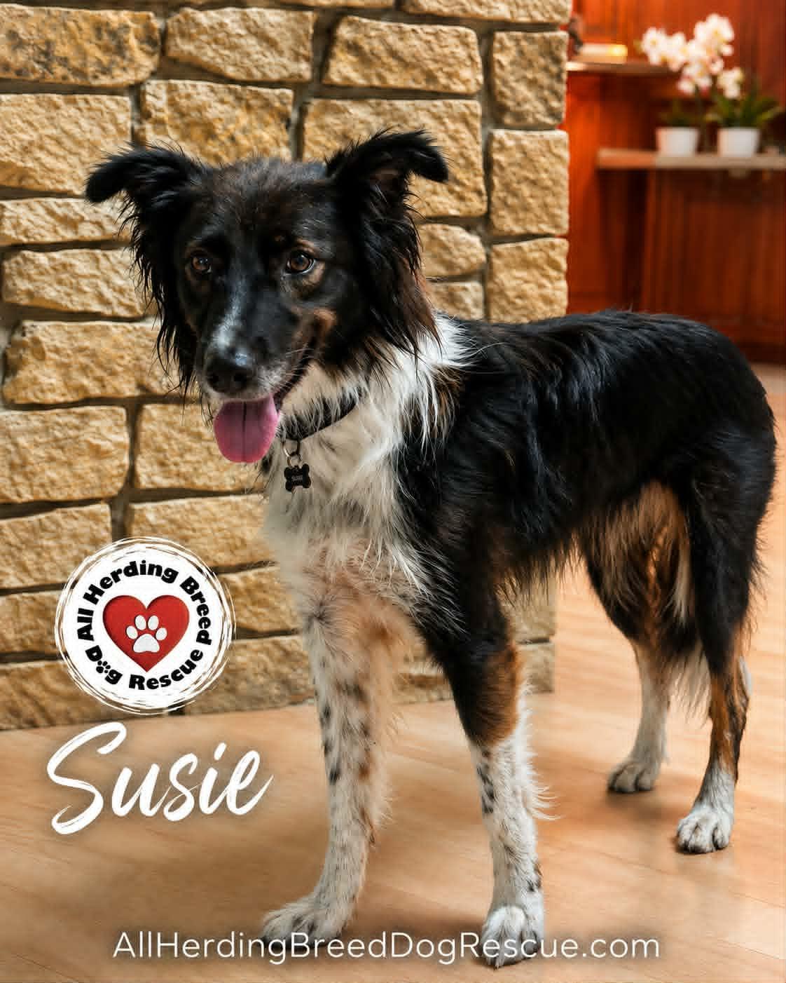 Susie, ADOPTABLE, Adult Female Border Collie.