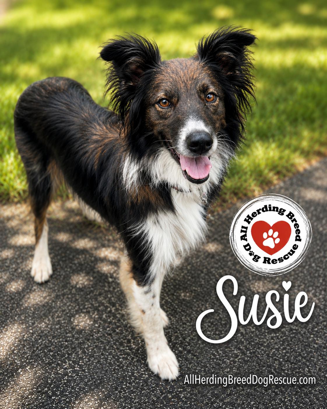 Susie, a ADOPTABLE Border Collie in Wauconda, IL image 2/6
