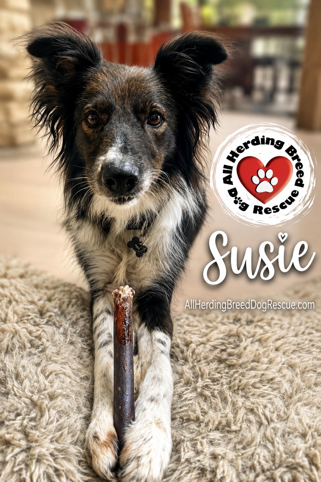 Susie, a ADOPTABLE Border Collie in Wauconda, IL image 3/6