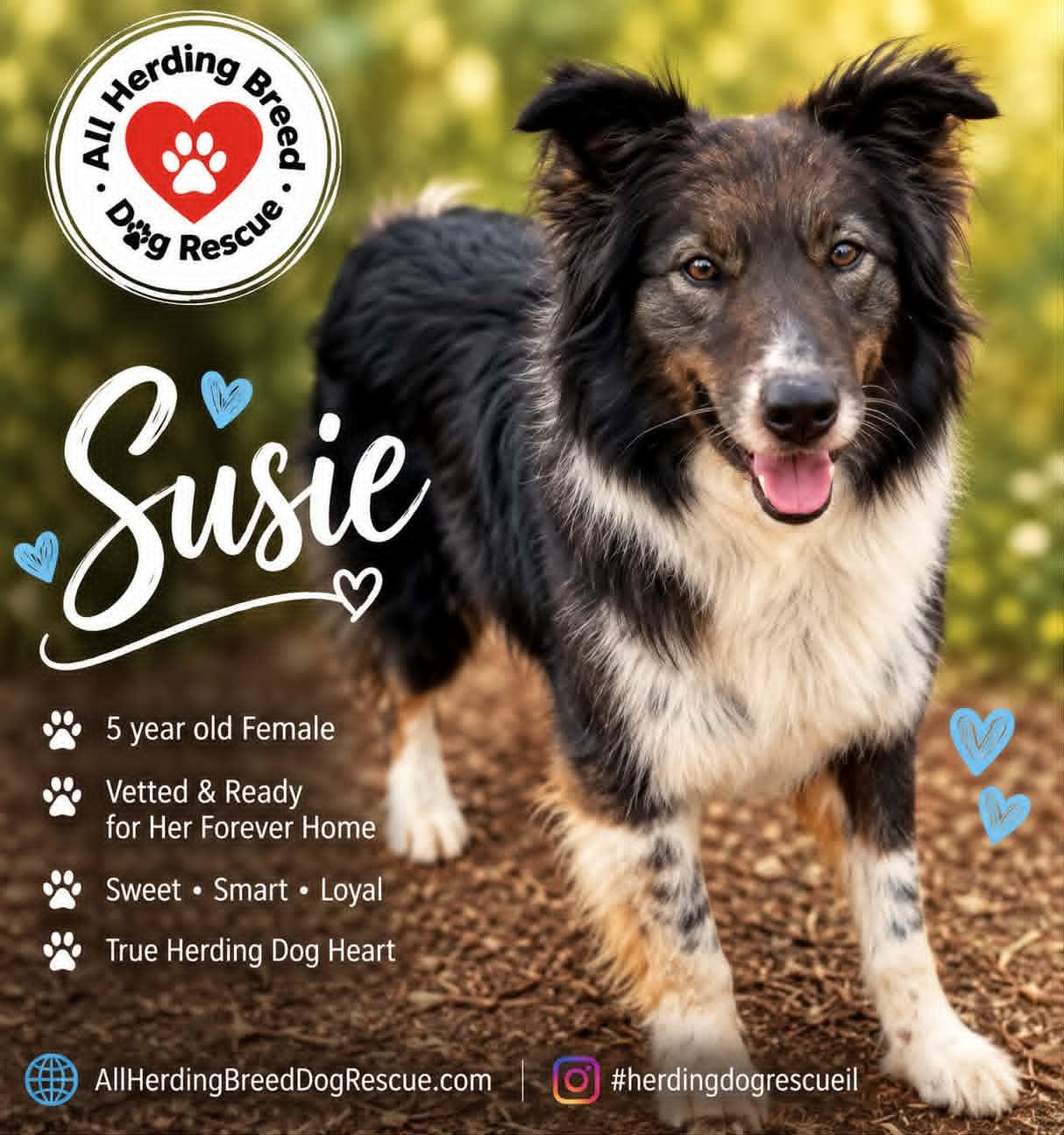 Susie, a ADOPTABLE Border Collie in Wauconda, IL image 6/6