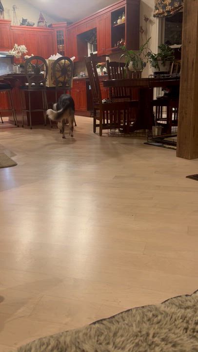 Enlarge Susie, a ADOPTABLE Border Collie in Wauconda, IL video 5/6