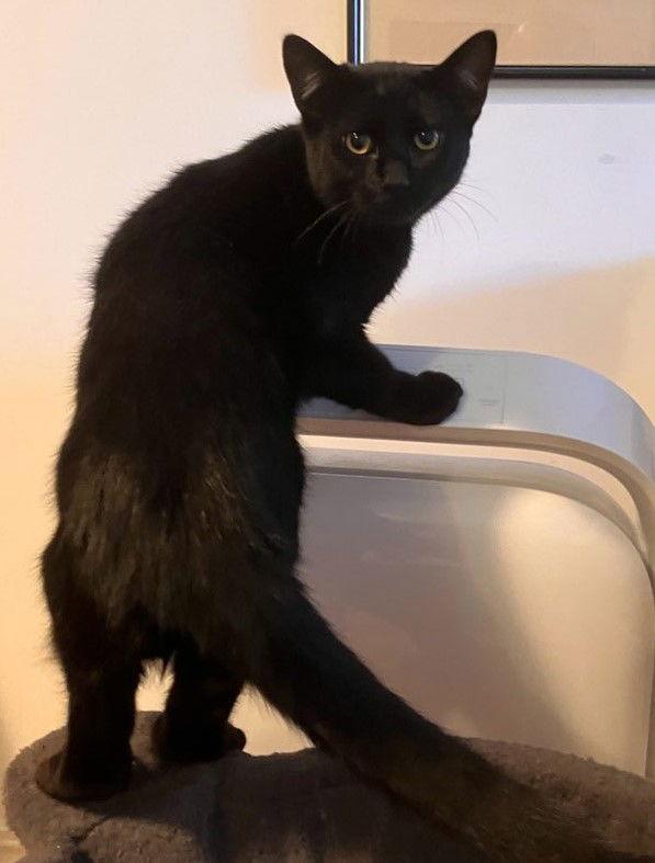 Koa, Adoptable, Kitten Male Bombay & Domestic Short Hair.