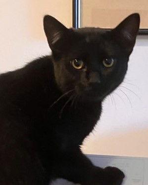 Koa, a Adoptable mixed breed in Palo Alto, CA image 2/3