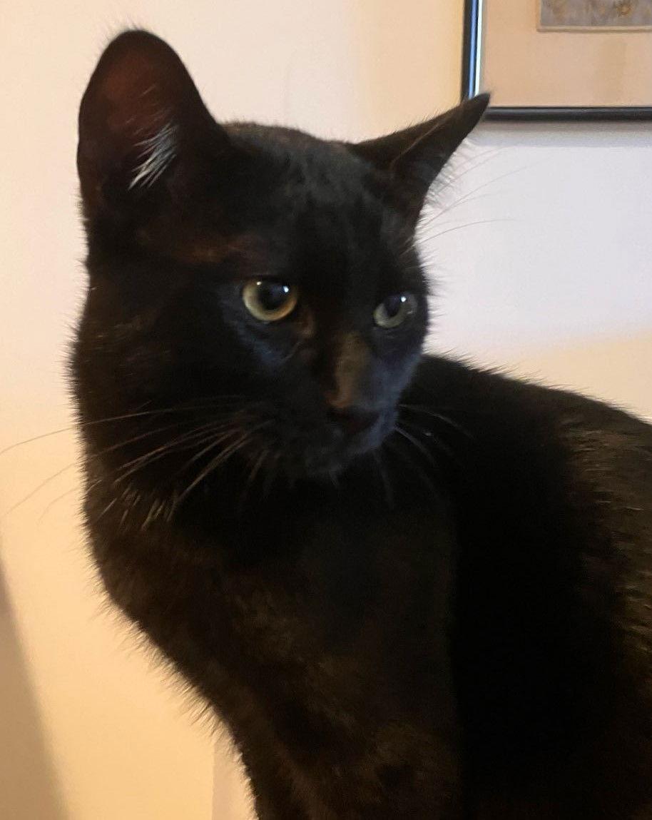 Koa, a Adoptable mixed breed in Palo Alto, CA image 3/3