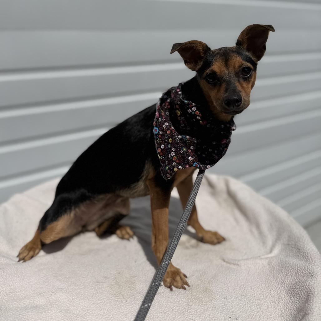 Doris, Adoptable, Adult Female Chihuahua & Mixed Breed.