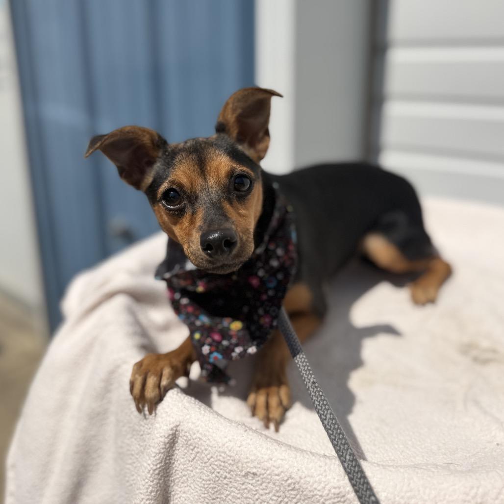 Doris, a Adoptable mixed breed in Newberg, OR image 2/6