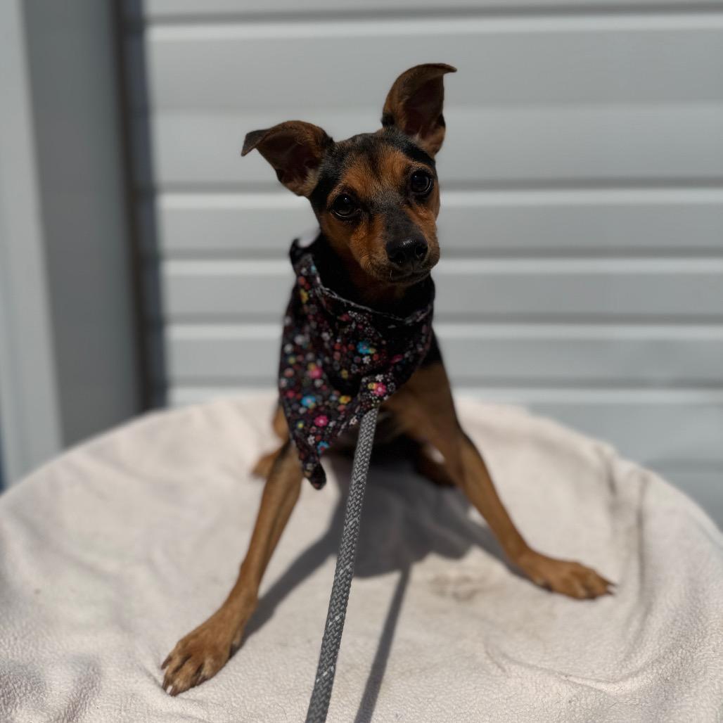 Doris, a Adoptable mixed breed in Newberg, OR image 3/6