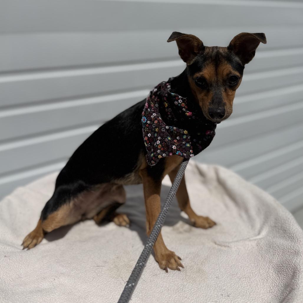 Doris, a Adoptable mixed breed in Newberg, OR image 4/6