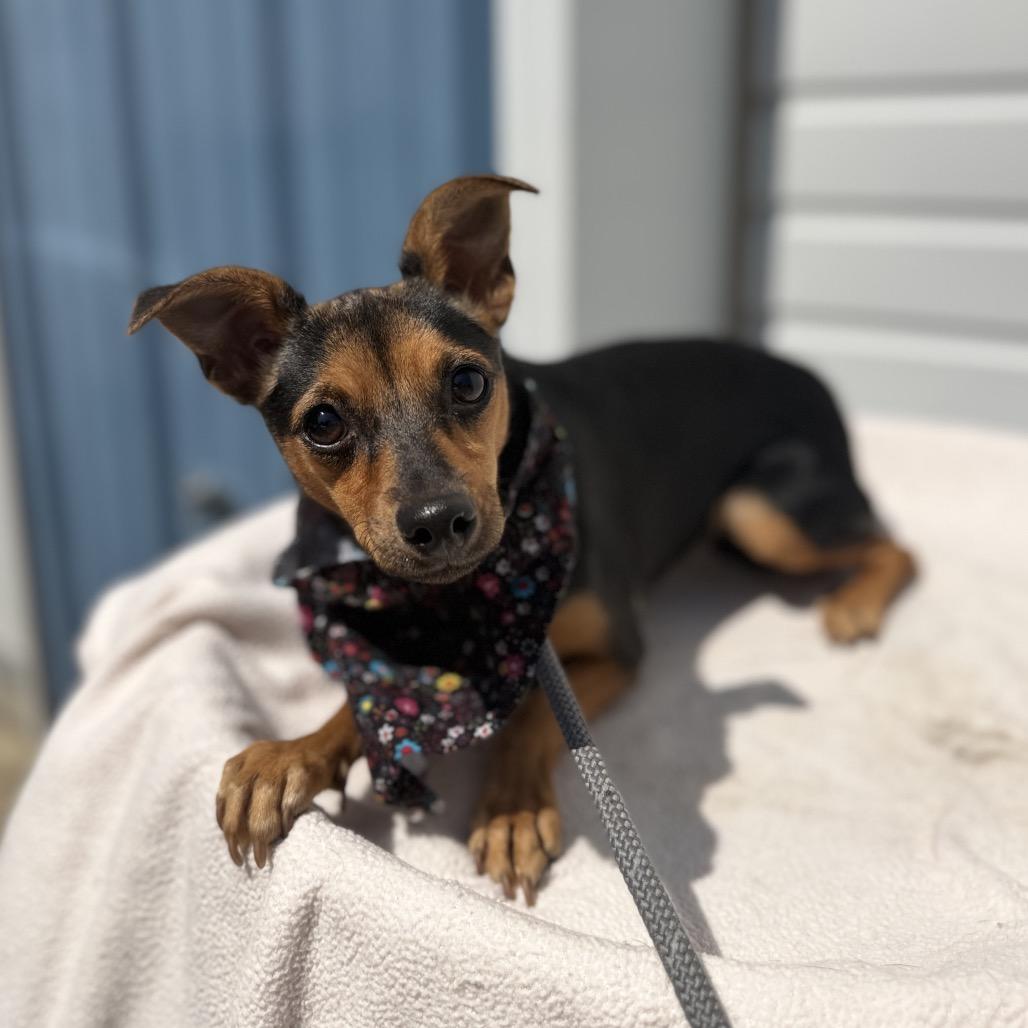 Doris, a Adoptable mixed breed in Newberg, OR image 5/6