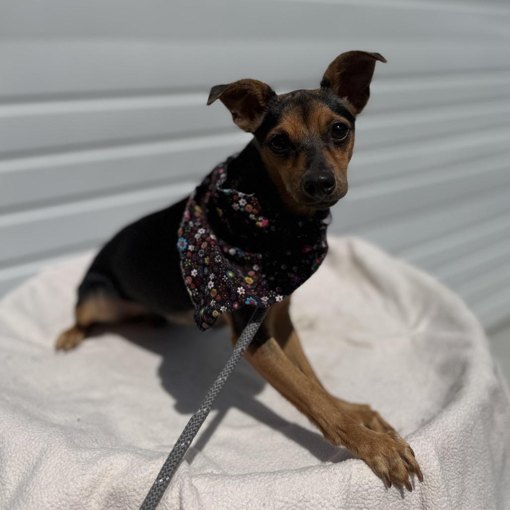 Doris, a Adoptable mixed breed in Newberg, OR image 6/6