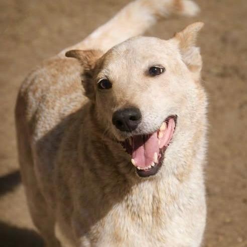 Rascal, Adoptable, Senior Male Cattle Dog.