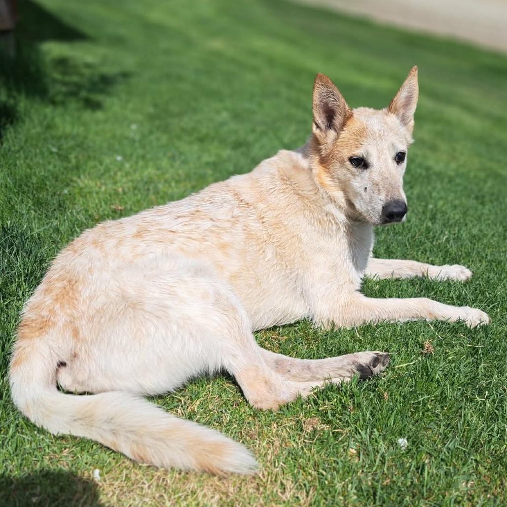 Rascal, Adoptable, Senior Male Cattle Dog.