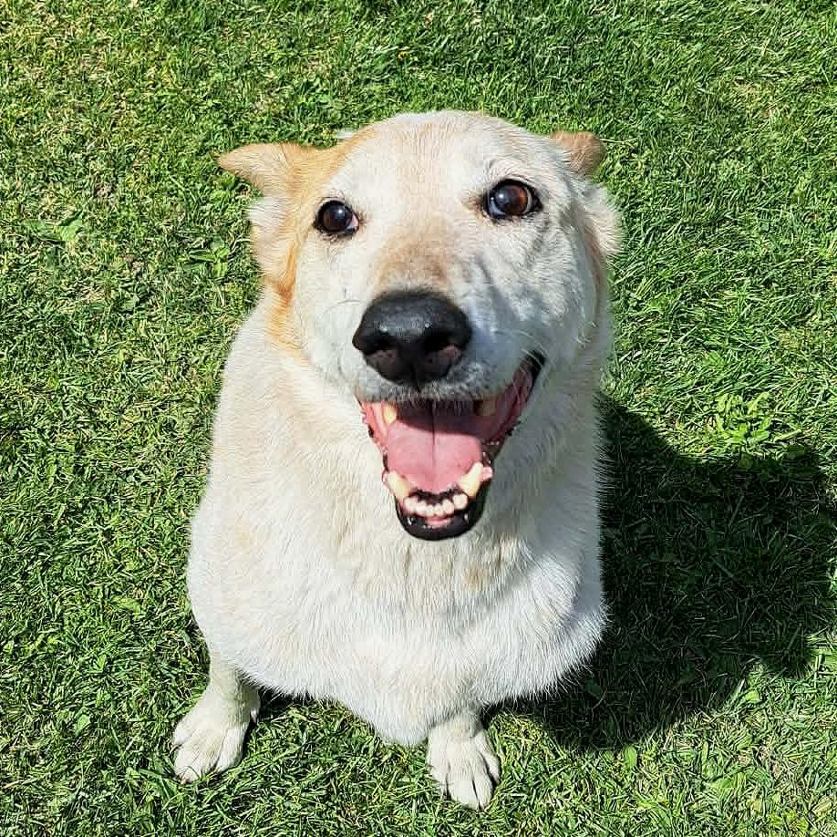 Enlarge Rascal, a Adoptable Cattle Dog in TONASKET, WA image 2/3