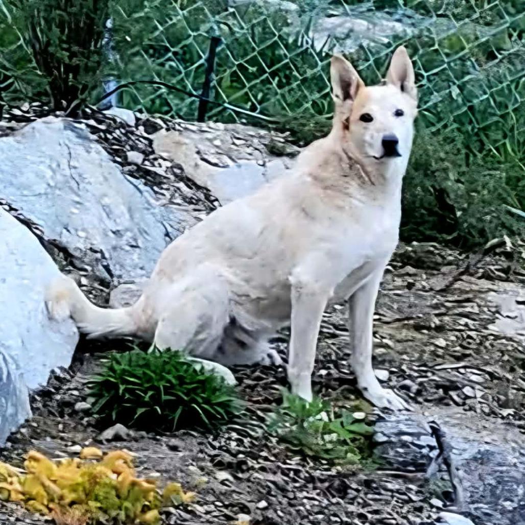 Enlarge Rascal, a Adoptable Cattle Dog in TONASKET, WA image 3/3