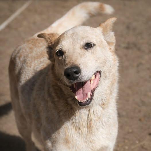 Enlarge Rascal, a Adoptable Cattle Dog in TONASKET, WA image 1/1