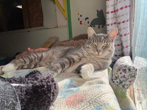 Robert, Adopted, Kitten Male Tabby.